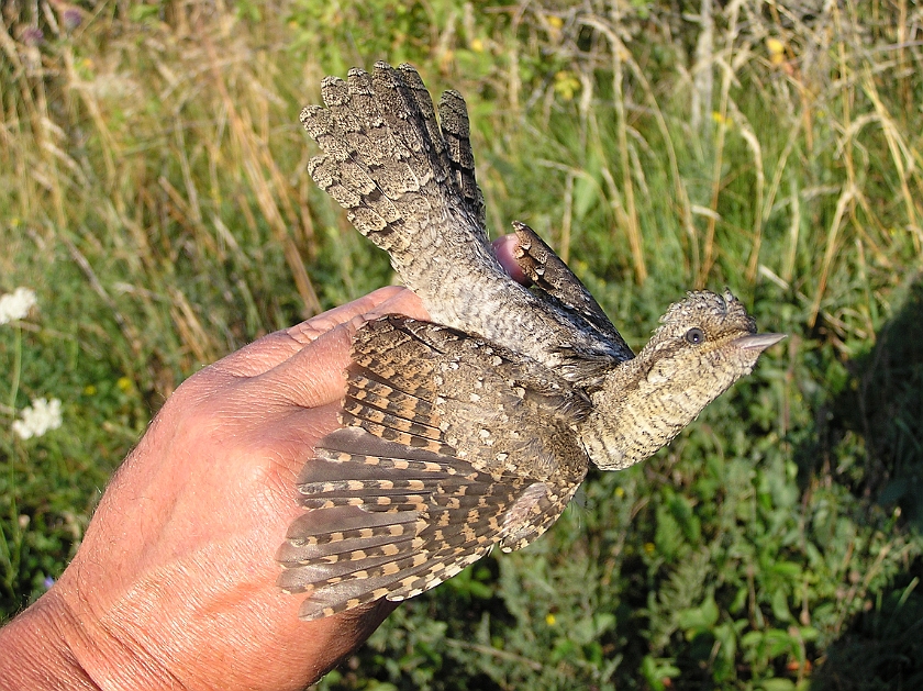 Eurasian Wryneck, Sundre 20080731